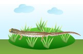 salamander