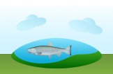 salmon