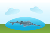 sawfish