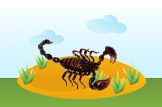 scorpion