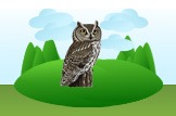 Screech Owl