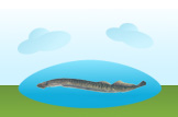 Sea Lamprey