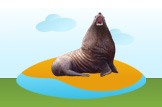 Sea Lion