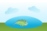 Sea Slug