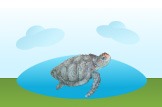 Sea Turtle