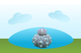 Sea Urchin
