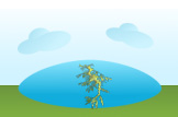 seadragon