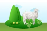 sheep
