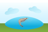 shrimp