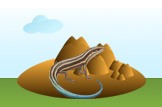 skink
