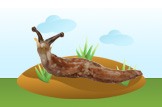 slug