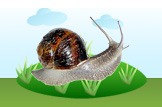 snail