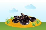 snake