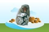 Snow Monkey