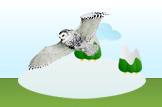Snowy Owl