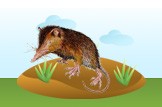 solenodon
