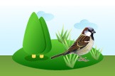 sparrow