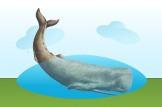 Sperm Whale