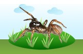 spider