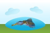 squid