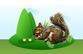 squirrel