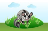 Sugar Glider