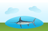 swordfish