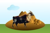tahr