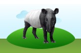 tapir