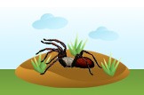 tarantula