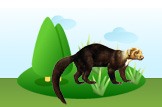 tayra