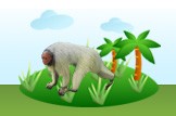 uakari