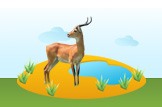 Uganda Kob