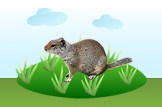 Uinta Ground Squirrel
