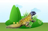 uromastix