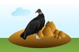 urubu