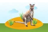 Wallaby