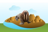 walrus