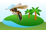 wasp