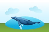 whale