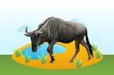 Wildebeest