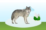 wolf