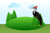 woodpecker