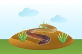 worm