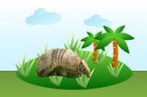 xenarthra