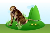 Yellow Baboon