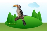 Yellow-billed hornbill