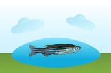 zebrafish