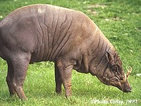 What does a Babirusa eat
