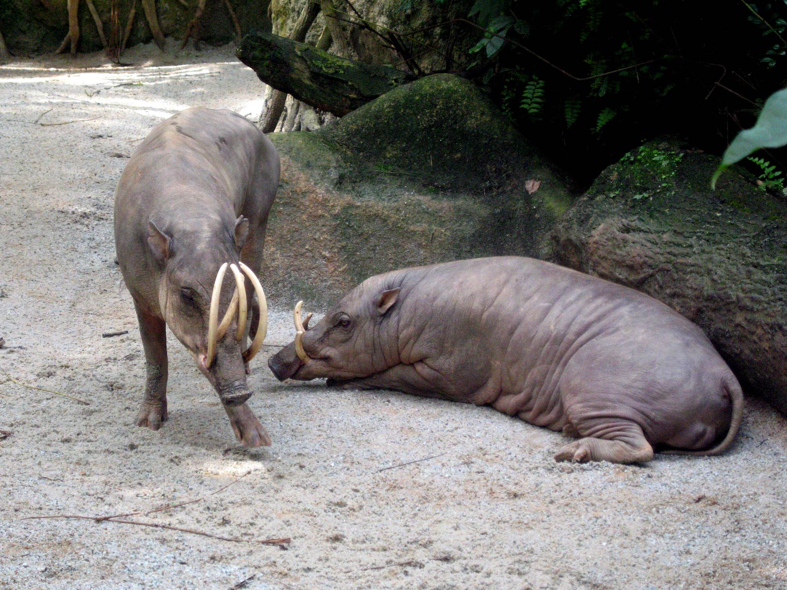 free Babirusa wallpaper wallpapers and background